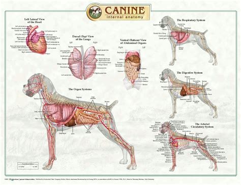 anatomie du chien femelle|anatomie générale canine dessin.